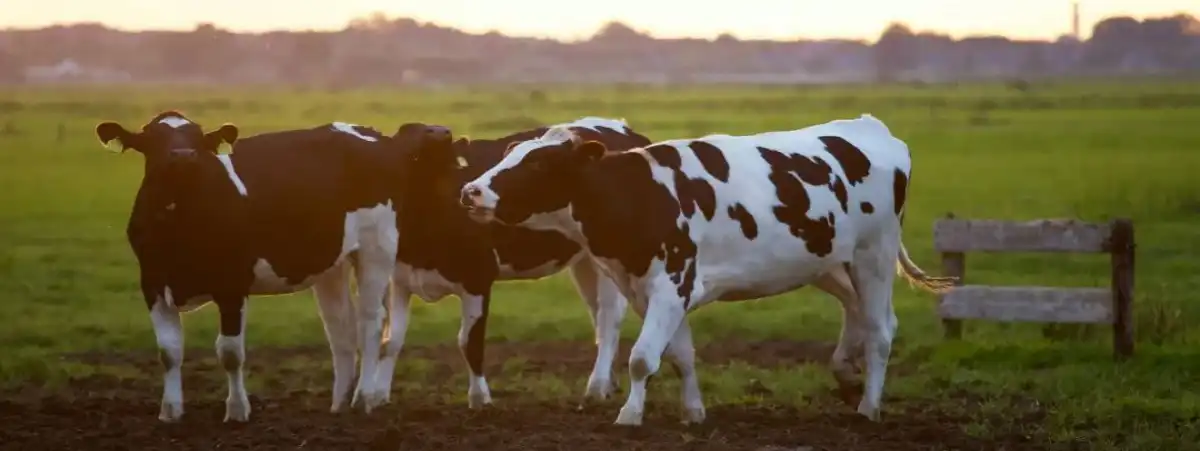 Bovine Colostrum .jpg